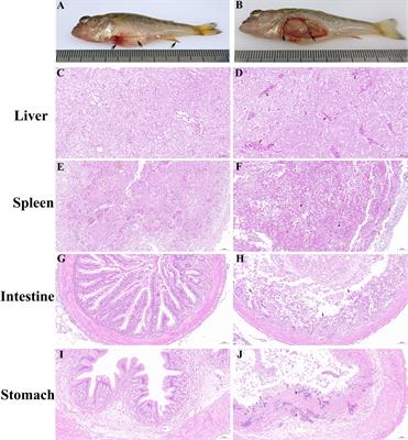 Isolation, identification, and monoclonal antibody development of largemouth bass virus